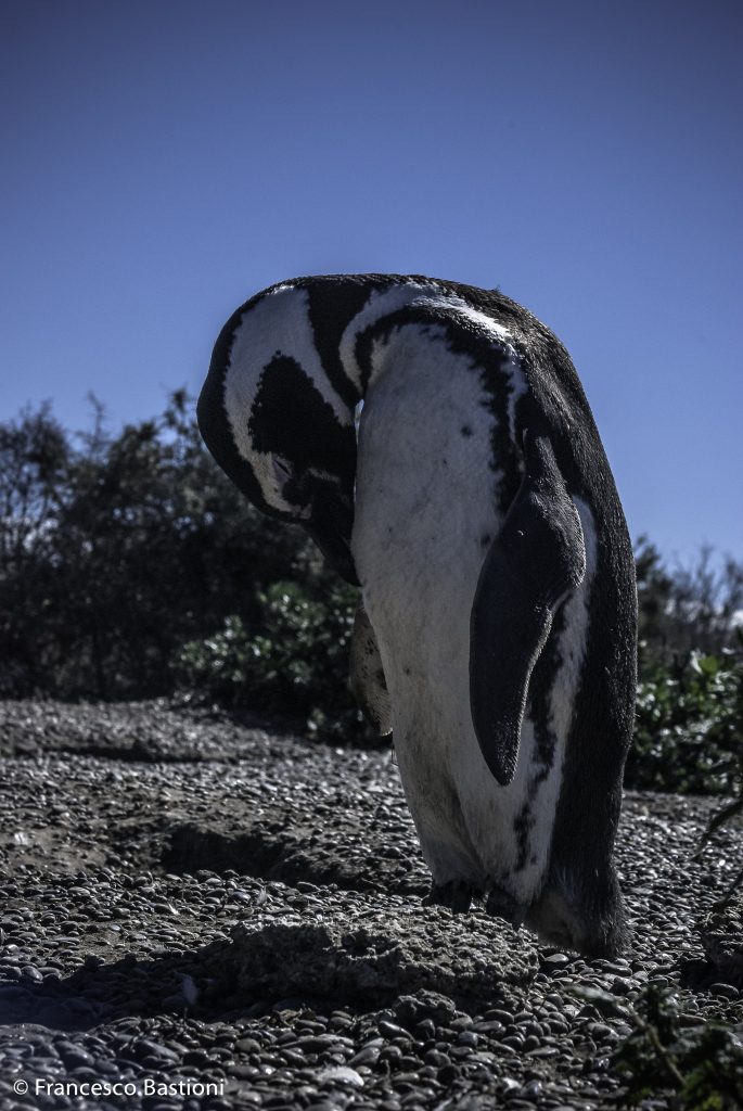 Punta Tombo - Pinguino di magellano