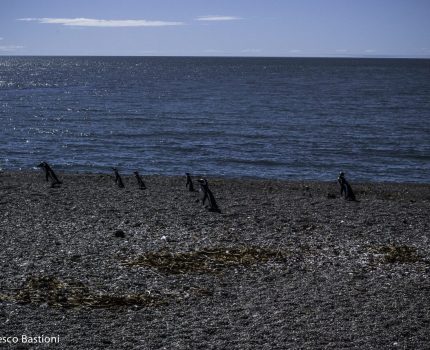 Ricordando la Patagonia. La penisola Valdés.