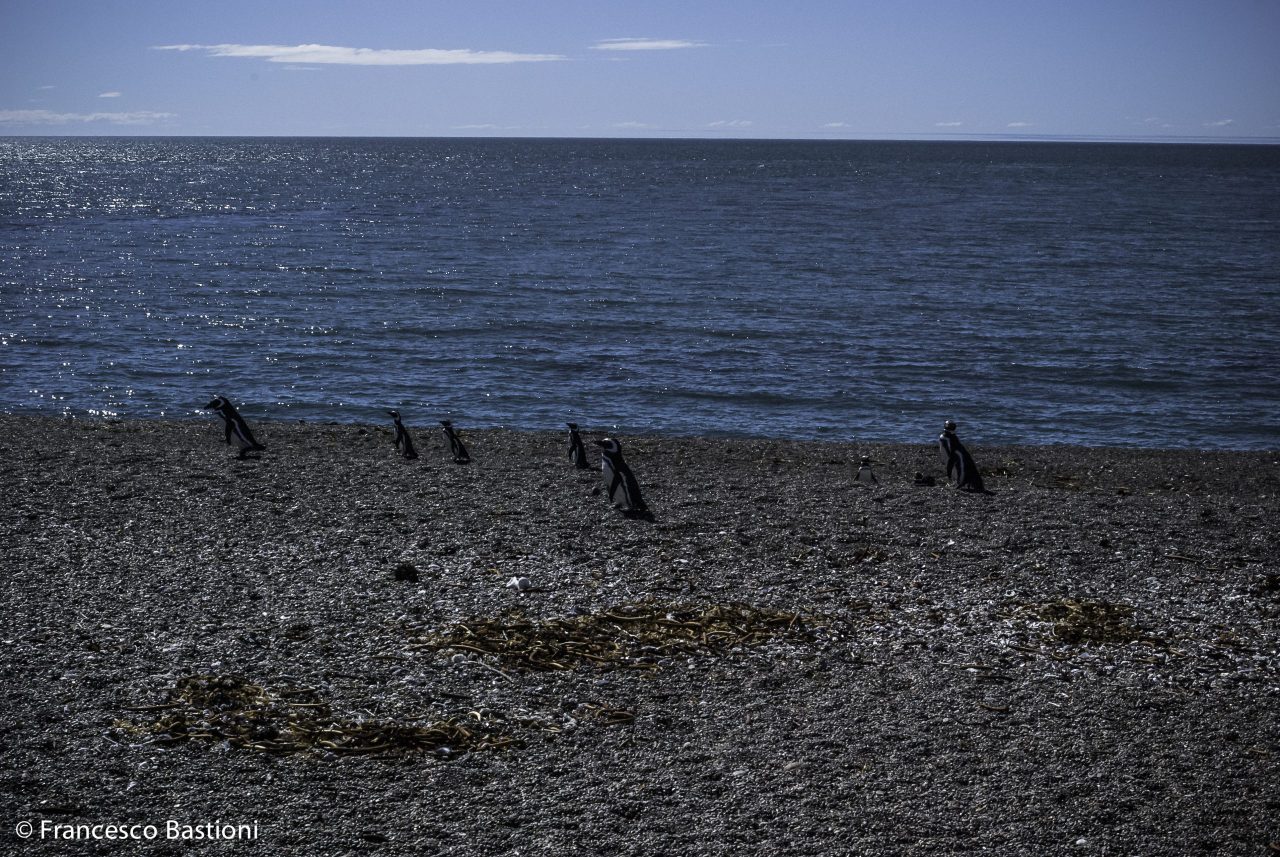 Ricordando la Patagonia. La penisola Valdés.