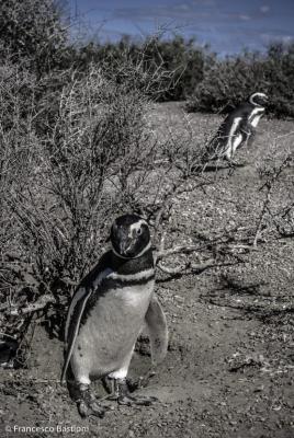 Punta Tombo - pinguini di Magellano